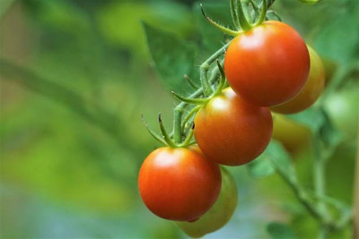gardenUpp tomato Seed(145 per packet)