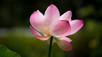 Haritadhara lotus,kamal gatta Seed(11 per packet)