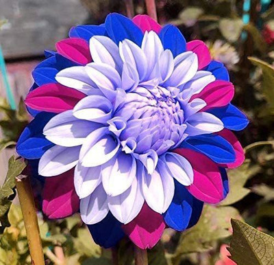 CYBEXIS Dahlia Seed(50 per packet)