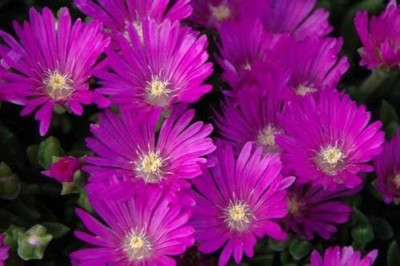 CYBEXIS ICE Plant Hardy Exotic Seeds! Seed(50 per packet)
