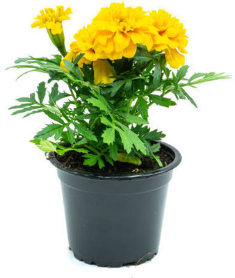 AFARTIOBINA 184 Pc MariGold/Gainda Seed Seed(184 per packet)