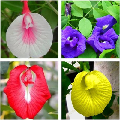 Seedsilk Aparajita Seeds Mixed Color Pack Blue, Pink, White Double & Single Petals Seed(38 per packet)