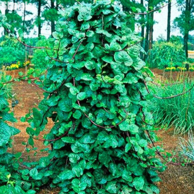 KNESSiN Malabar Spinach Seed(50 per packet)
