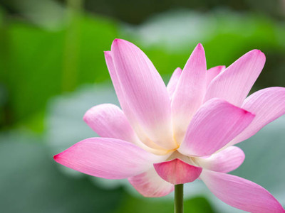 ARTA store lotus,kamal gatta Seed(15 per packet)