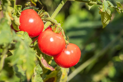 Rani Sati Creation tomato Seed(85 per packet)