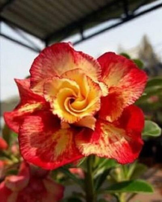 Qualtivate XLL-379 Orange Red Desert Rose Seeds Seed(30 per packet)