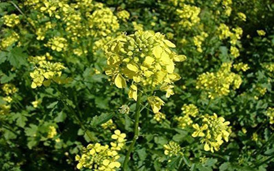 CYBEXIS PAU-62 - Black Mustard Non GMO - (750 Seeds) Seed(750 per packet)