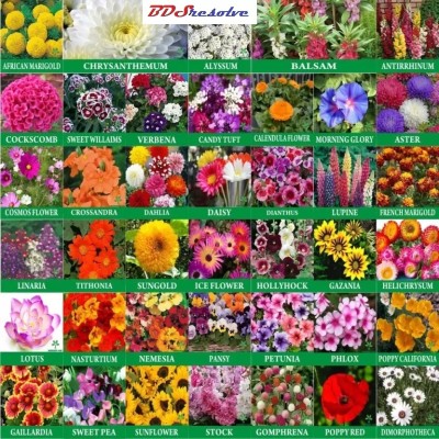 BDSresolve All season flower seeds combo pack 40 + type seeds Seed(129 per packet)
