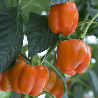 VibeX ® VMR-348 Orange Capsicum Vegetable Seeds Seed(200 per packet)