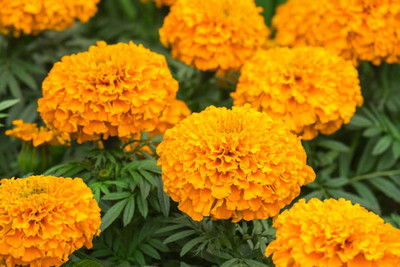 classic green earth marigold,gende ka phool seeds Seed(21 per packet)