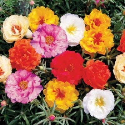 Quentova Portulaca Sunseeker mix-VDI-2B Seed(50 per packet)