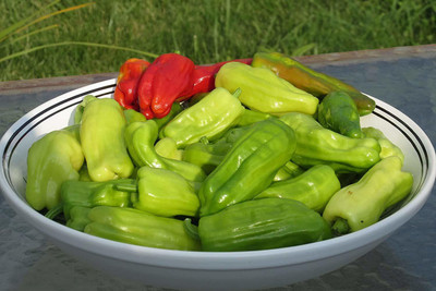 CYBEXIS Ghost Chilli 2400 Seeds Seed(2400 per packet)