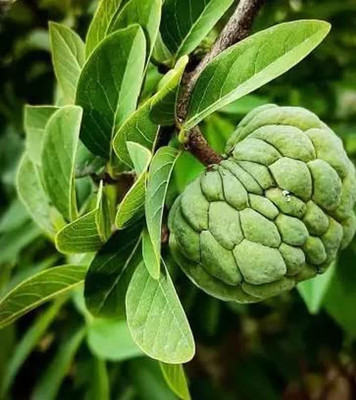 Aywal Annona Squamosa/custard Seed(15 per packet)