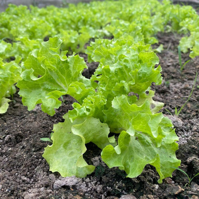 DEYS AGRO ™ lettuce seeds, green lettuce salad patta seed, iceberg lettuce seeds Seed(100 per packet)