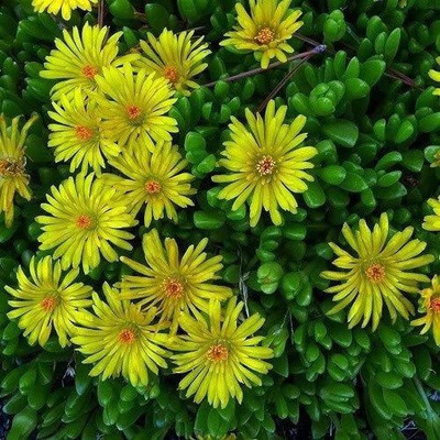CYBEXIS DOROTHEANTHUS BELLIDIFORMIS Yellow ICE Plant Flower Seeds/Perennial Seed(50 per packet)