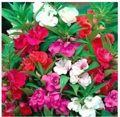 Aywal Balsam Tom Samb from Russia Seed(70 per packet)