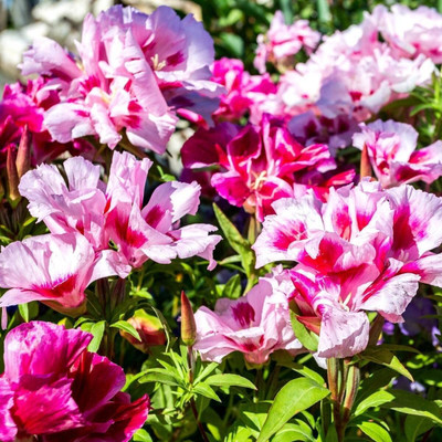 Lorvox Clarkia Elegance Double mixed flower Seed(80 per packet)