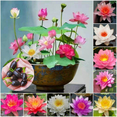 SEEDARIA japanese lotus seeds, lotus seeds for home Seed(16 per packet)