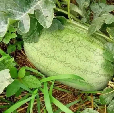 KNESSiN Charleston Gray Watermelon Seeds For Kitchen Gardening-(100 Seeds) Seed(100 per packet)