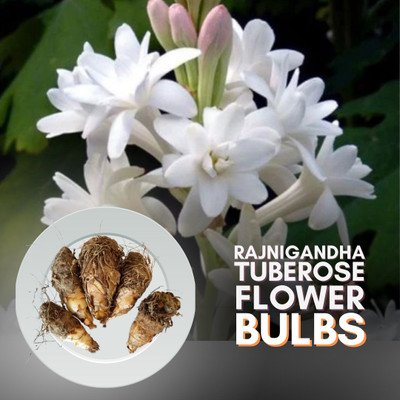 BSARKAR Double rajanigandha/tuberose bulbs Seed(6 per packet)