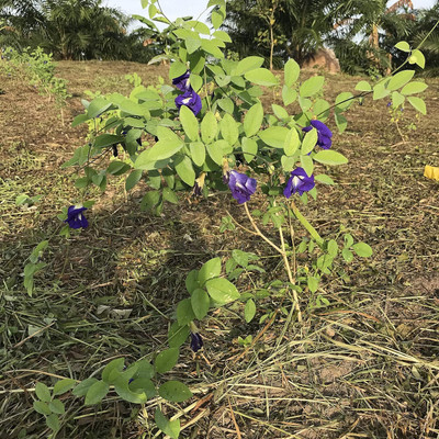 Qualtivate ICRA6-A Butterfly Pea (Clitoria Ternatea) Seed(200 per packet)
