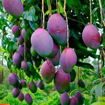 ibains Hybrid mango tree seeds Seed(1 per packet)