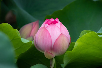 SHREE JI PUJA SAMAGRI KENDRA lotus,kamal gatta Seed(10 per packet)