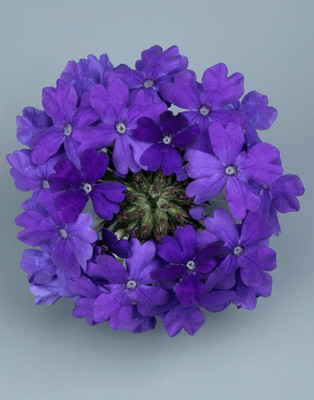 BDSresolve Verbena flower seeds PACK OF 67 Seed(67 per packet)