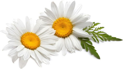CYBEXIS CHAMOMILE SEEDS400 Seeds Seed(400 per packet)