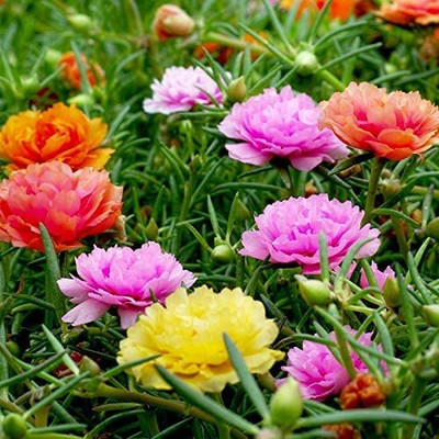 ACCELCROP 11'o Clock Flower Seed(28 per packet)
