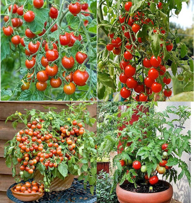 ibains High breed tomato seeds bij 72 Seed(72 per packet)