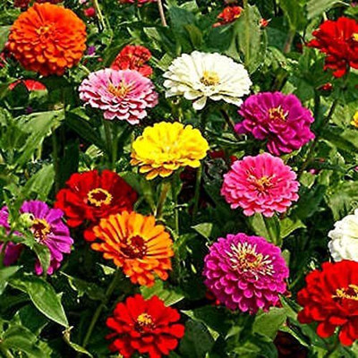 CYBEXIS VXI-19 - Zinnia Mixed Flower Desi Summer Variety Special - (270 Seeds) Seed(270 per packet)