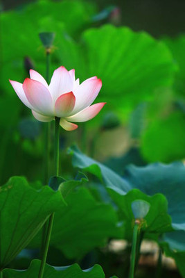 Ashish lotus,kamal gatta Seed(11 per packet)