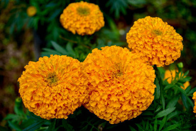 Boomani marigold/gende ka phool flower seeds Seed(50 per packet)
