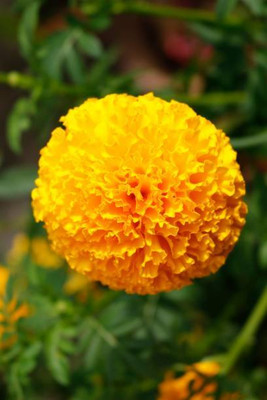 JDM Store marigold/gende ka phool flower seeds Seed(75 per packet)