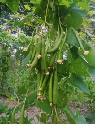 HYBRID 50g,Sponge gourd (orginal) torai highest yield Verity Seed(50 g)