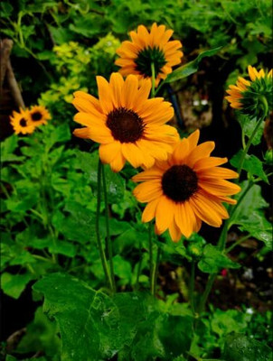 Aywal Sunflower Flower Tall Sungold GMO-Free Seed(170 per packet)