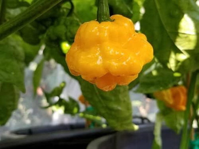 KNESSiN Scotch Bonnet Pepper Seed(200 per packet)