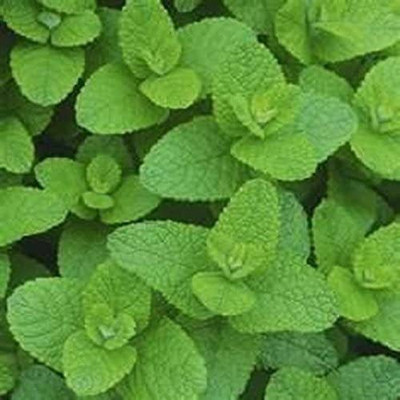 CYBEXIS LXI-22 - Fragrant Apple Mint - (450 Seeds) Seed(450 per packet)