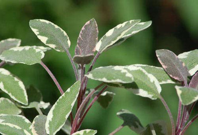 VibeX GBPUT-10 - Tricolor Sage - (150 Seeds) Seed(150 per packet)