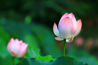 Kritharth Creation Lotus Seed(10 per packet)