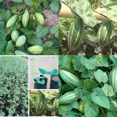 ibains Parwal seeds for home garden 32 Seed(32 per packet)