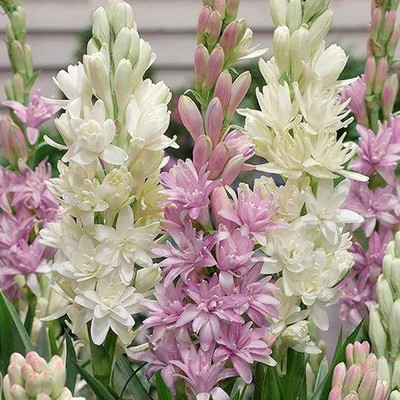 BDSresolve rajanigandha flower bulbs/Tuberose flower seeds 16 Seed(16 per packet)