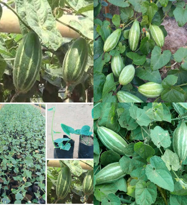 ibains Parwal seeds hybrid all seasons biij 36 Seed(36 per packet)