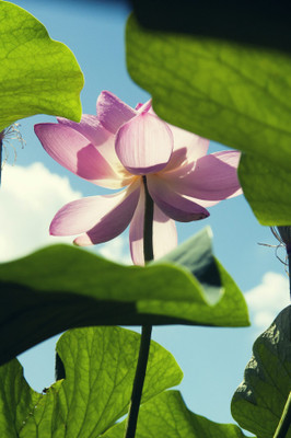 Greenfall 10 Quality Lotus Seeds Seed(10 per packet)