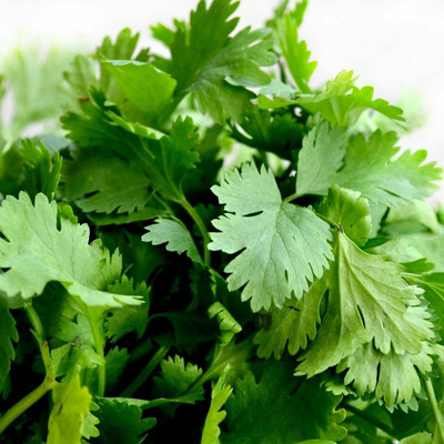 CEZIUS High Germination Cilantro/Coriander Herbs-b7Y Seed(340 per packet)