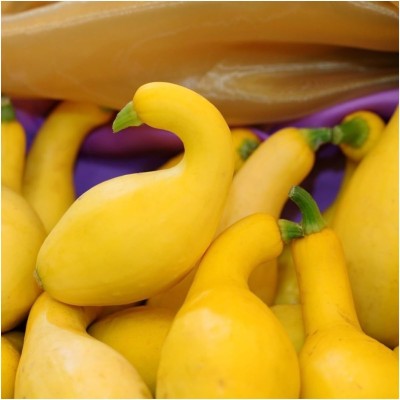 Biosnyg HFD-30 Summer Crookneck Squash (Cucurbita Pepo)-[400 Seeds] Seed(400 per packet)