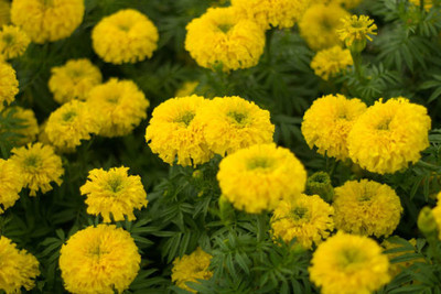 VRAKSHA marigold/gende ka phool flower seeds Seed(25 per packet)
