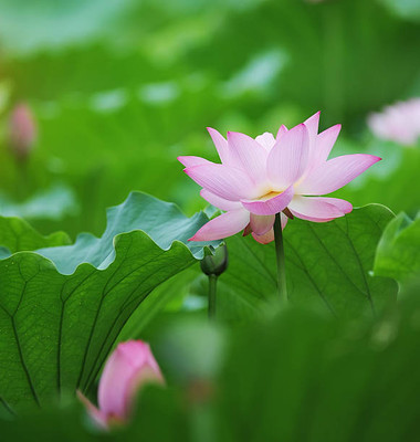 worldex Lotus Seed(10 per packet)