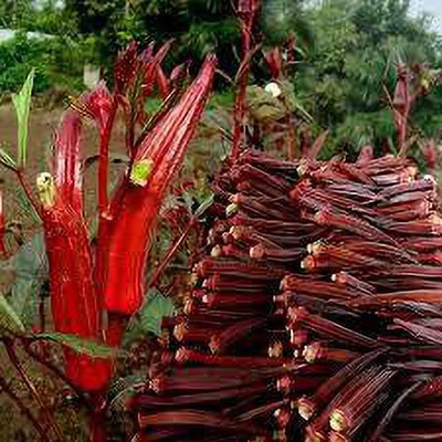 KANAYA Red Okra Seed(20 per packet)